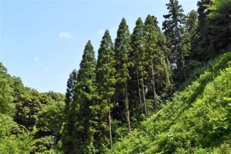 杉種類|日本全国の杉（スギ）一覧と検索